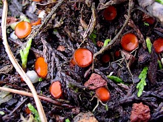 Scutellinia scutellata, eyelash cup fungus gallery image