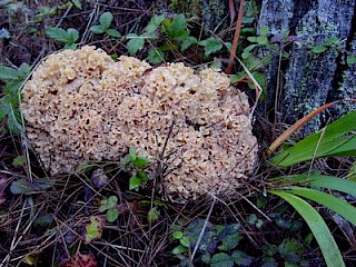 Sparassis crispa, cauliflower mushroom gallery image