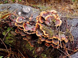 Stereum hirsutum, false turkey tails gallery image