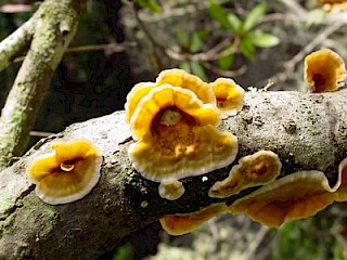 Stereum striatum, silky parchment gallery image