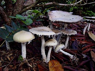 Stropharia ambigua, questionable stropharia gallery image