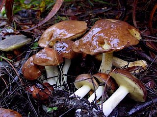 Suillus brevipes, short-stemmed slippery jack gallery image