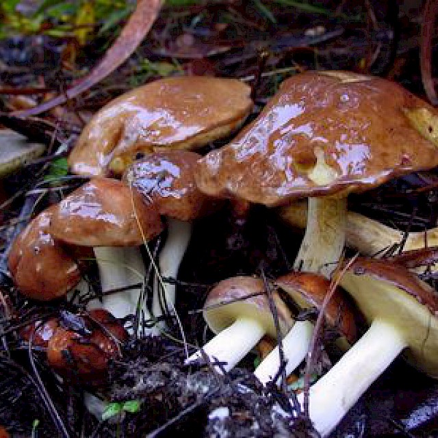 Suillus brevipes, short-stemmed slippery jack gallery image