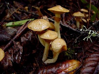 Suillus subolivaceus, slippery jill gallery image