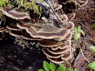 Trametes versicolor, turkey tails gallery image