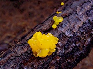 Tremella mesenterica, witch