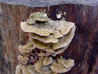 Trichaptum abietinum, violet-pored bracket fungus gallery image