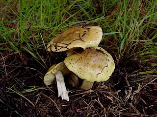 Tricholoma flavovirens, man-on-horseback gallery image