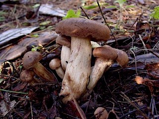 Tricholoma imbricatum gallery image