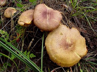 Tricholomopsis rutilans, plums and custard gallery image