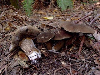 Tylopilus porphyrosoprus, dark bolete gallery image