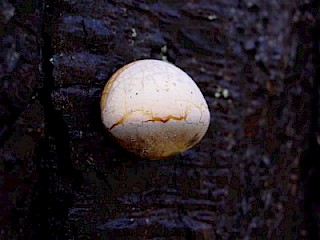 Tyromyces leucospongia, marshmallow polypore gallery image