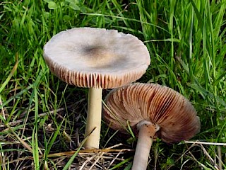 Volvariella speciosa, common volvariella gallery image