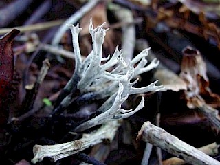 Xylaria hypoxylon, candlesnuff fungus gallery image