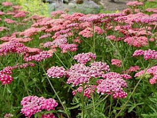 Achillea 