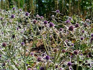 Eryngium maritimum gallery image