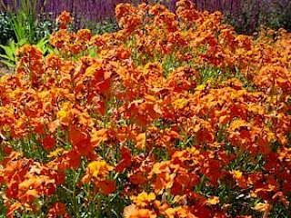 Erysimum 