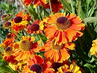 Helenium 