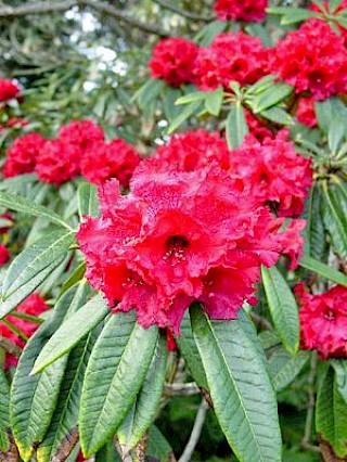 Rhododendron arboreum gallery image