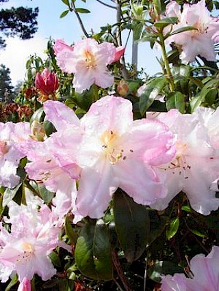 Rhododendron ciliicalyx 