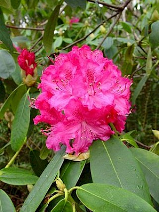 Rhododendron 