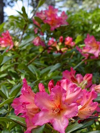 Rhododendron 