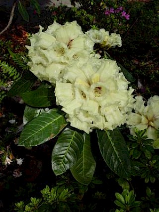 Rhododendron macabeanum gallery image