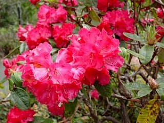 Rhododendron 