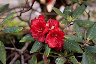 Rhododdendron 