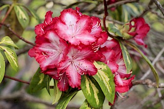 Rhododendron 