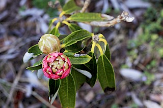 Rhododendron arboreu 