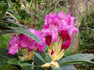 Rhododendron 