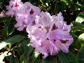 Rhododendron 