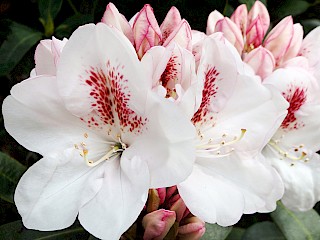 Rhododendron 