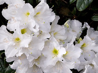 Rhododendron lyi gallery image