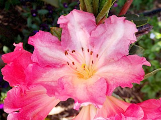 Rhododendron 