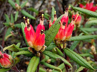 Rhododendron spinuliferum gallery image