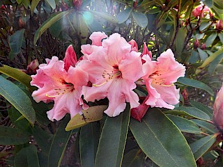 Rhododendron 