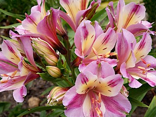 Alstroemeria creates a pop of color along the edge of the Vegetable Garden gallery image