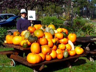 Pumpkin harvest gallery image