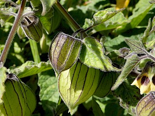 Ground Cherries gallery image