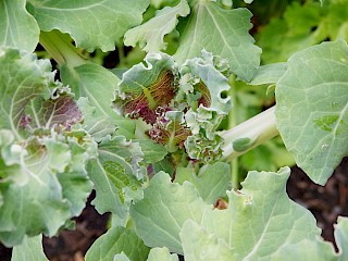Kale... a colorful and healthy part of your diet! gallery image