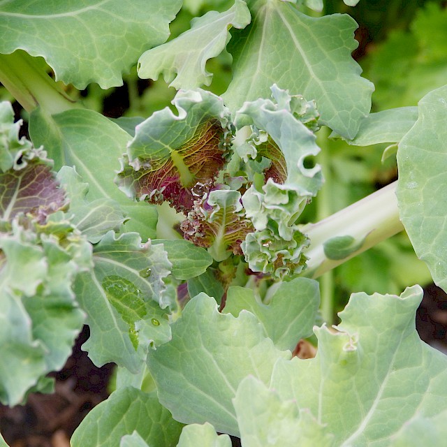 Kale... a colorful and healthy part of your diet! gallery image