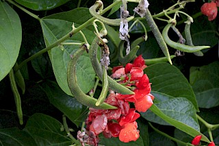 Scarlet runner beans gallery image