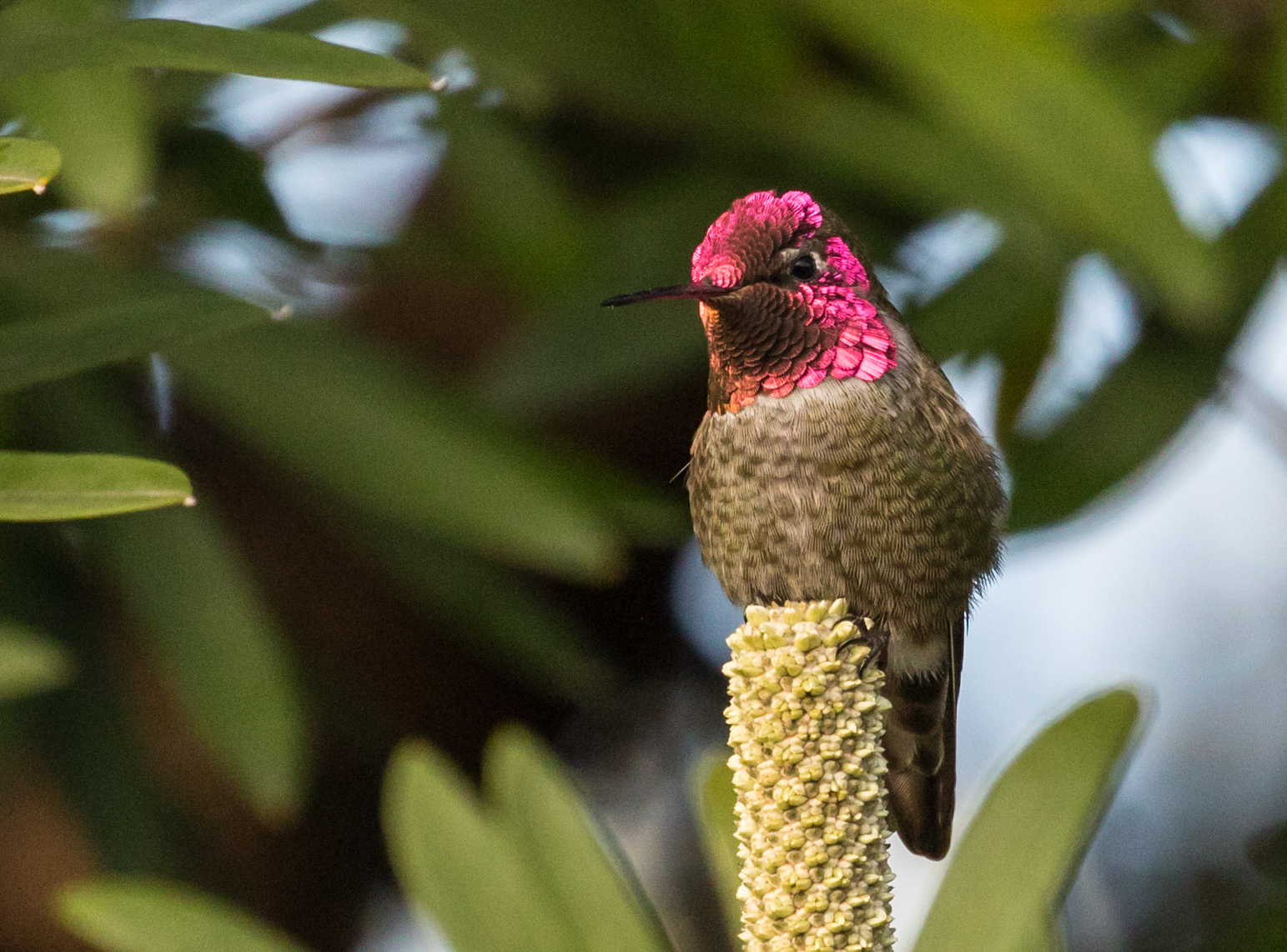 Birds of the Heath: Photographic garden bird list!