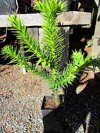 Young Araucaria araucana plant