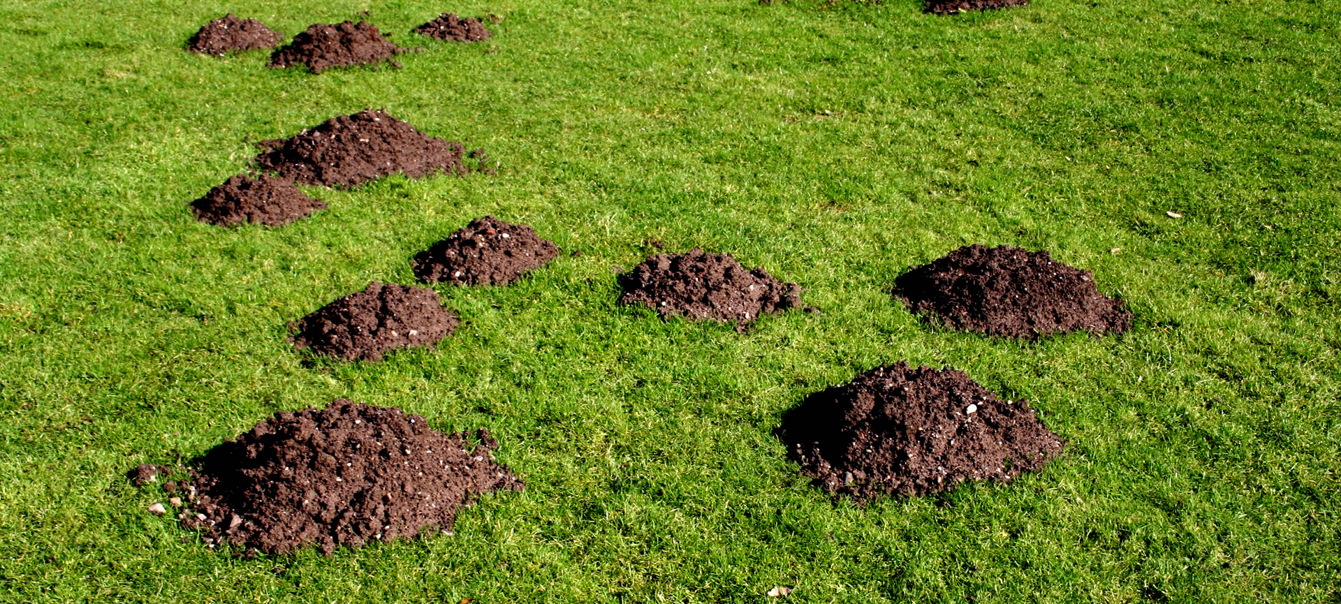 Gopher And Mole Control Past Events Mcbg Inc 2019 Fort Bragg Gopher And Mole Control