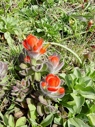 Castilleja mendocinensis | Mendocino Coast Indian paintbrush gallery image