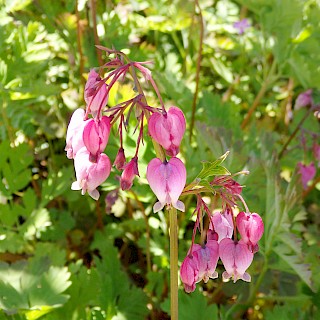 Dicentra formosa | Bleeding Heart gallery image