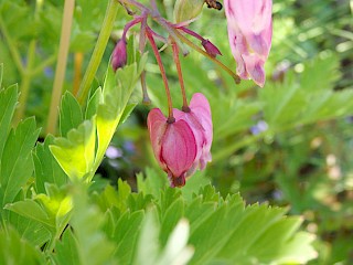 Dicentra formosa | Bleeding Heart gallery image